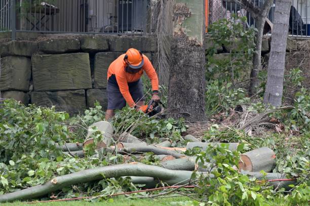 Best Commercial Tree Removal  in USA